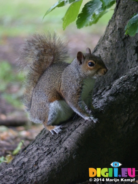 FZ005730 Squirrel in Bute park